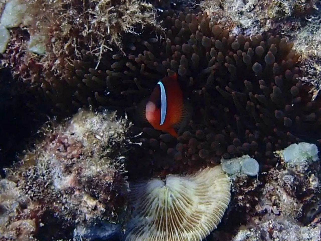 Pictorial Exploration of Southeast Sulawesi