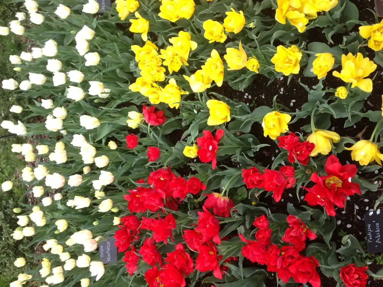 Nine Orchid Species Varieties