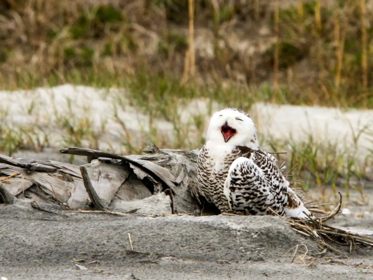 Top 12 Engrossing Nature Observation Guides for Outdoor Excursions that Ignite Awe