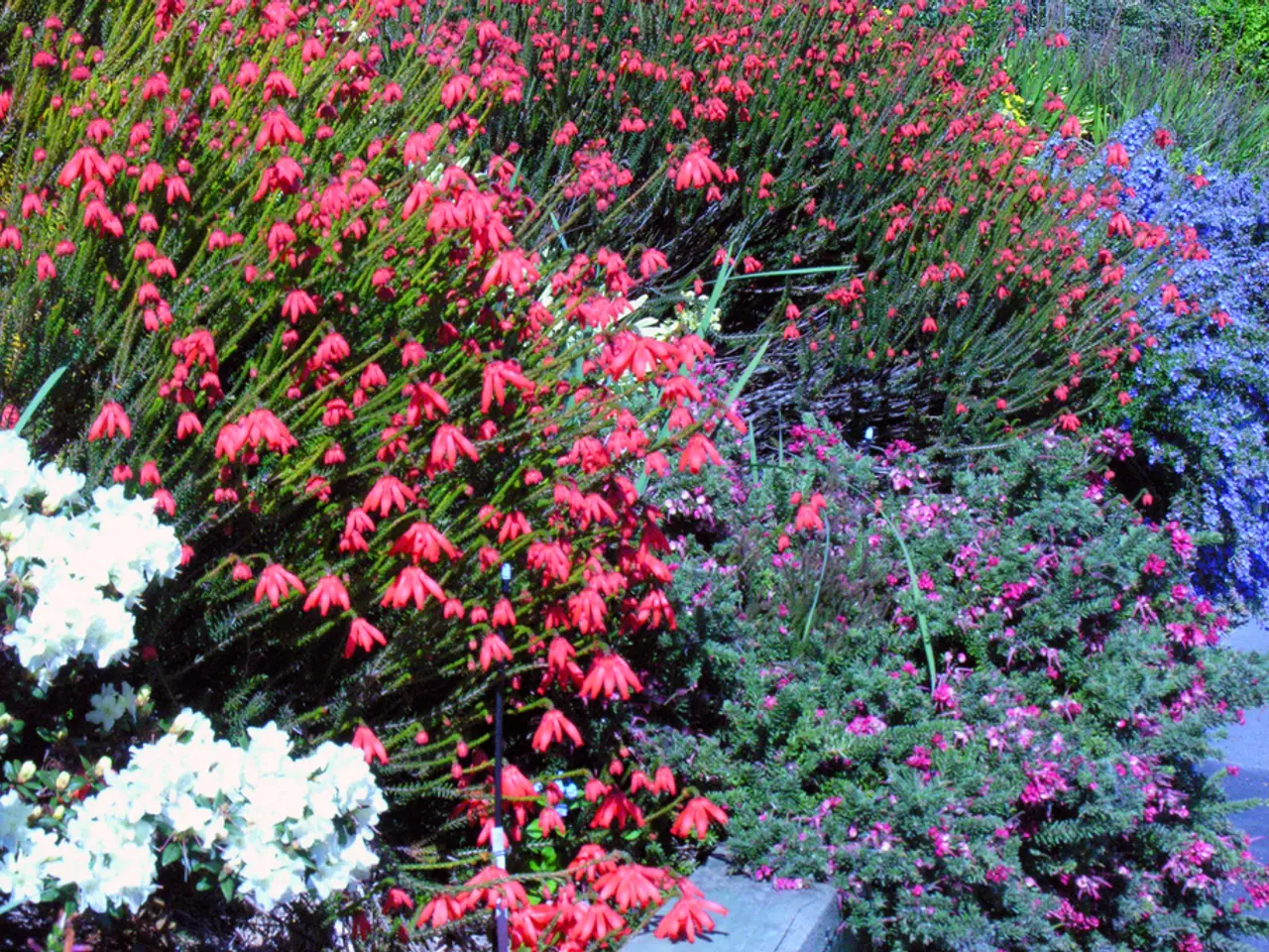 Inexpensive Floral Picks for a Vibrant Garden Transformation