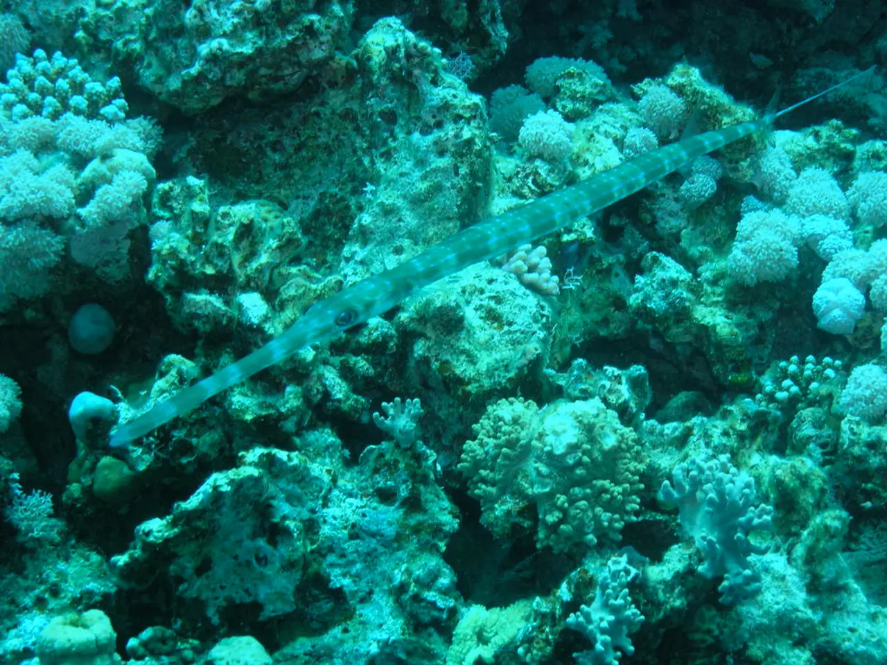 Coastal visitors aim to assist, yet their actions inadvertently exacerbate the situation