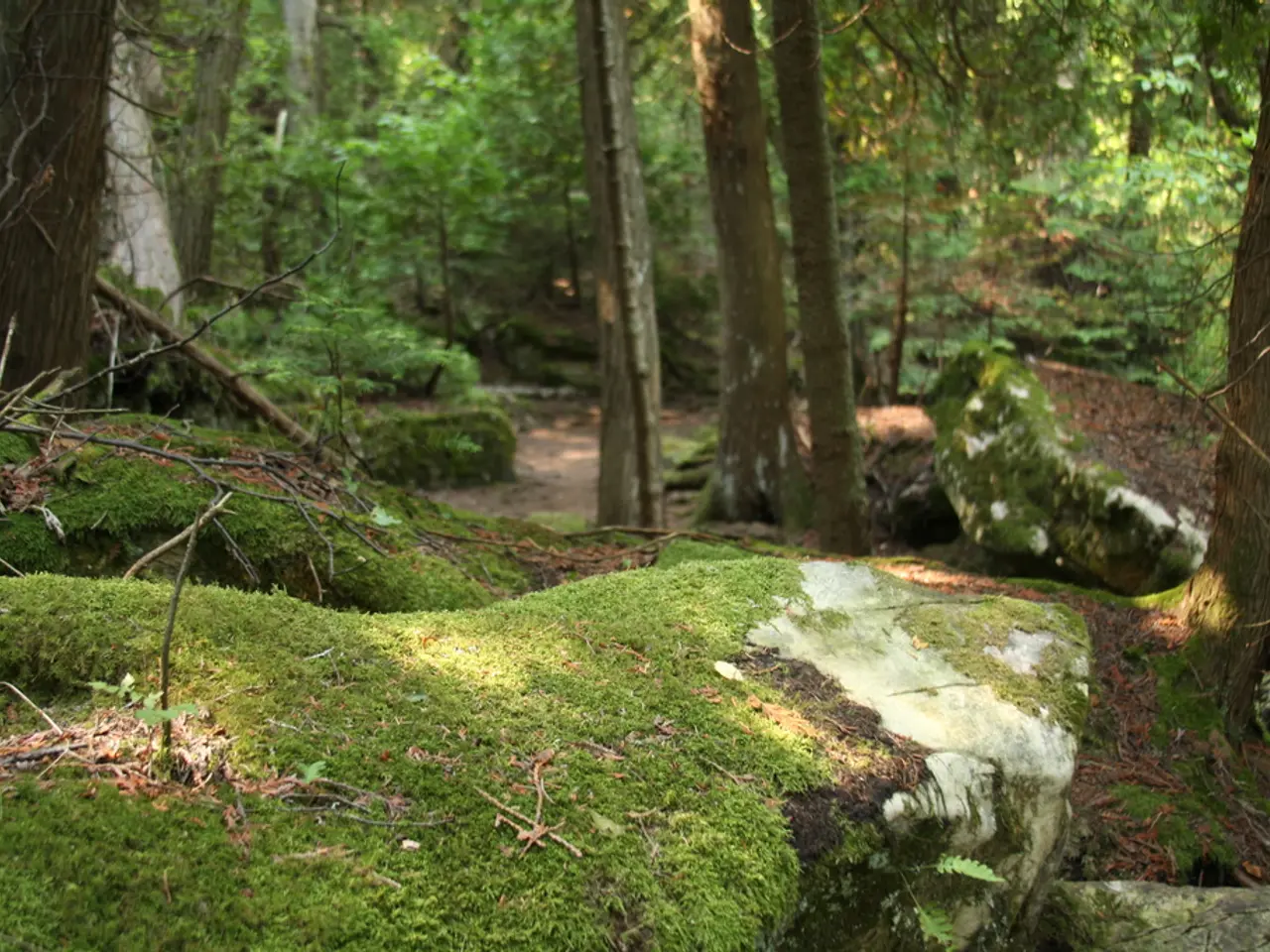 Managing Bonsai Moss Growth through Optimal Soil Composition