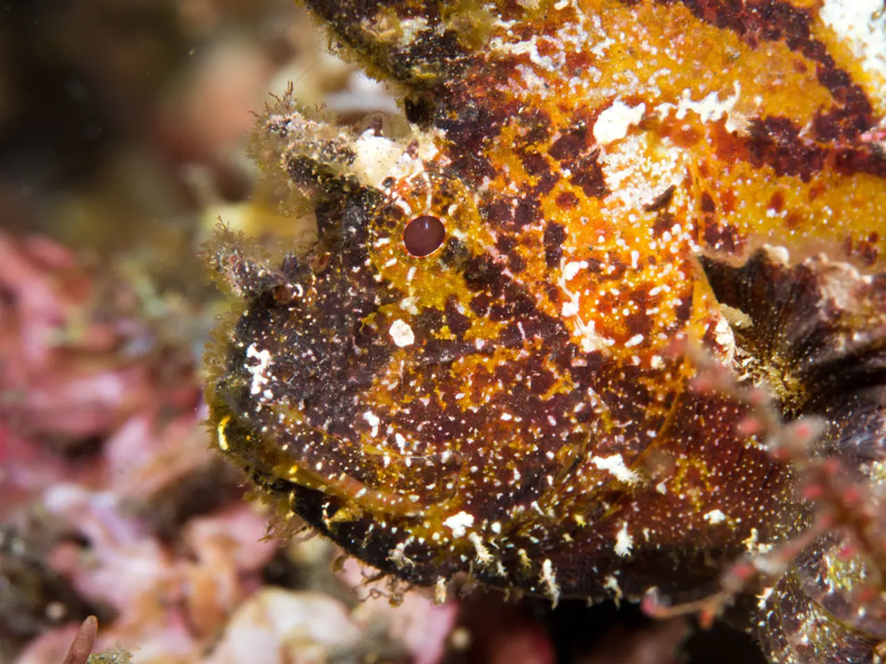 Hear Again: Ancient Sea Songs from UAE Pearl Diving Ships Performed in Sharjah