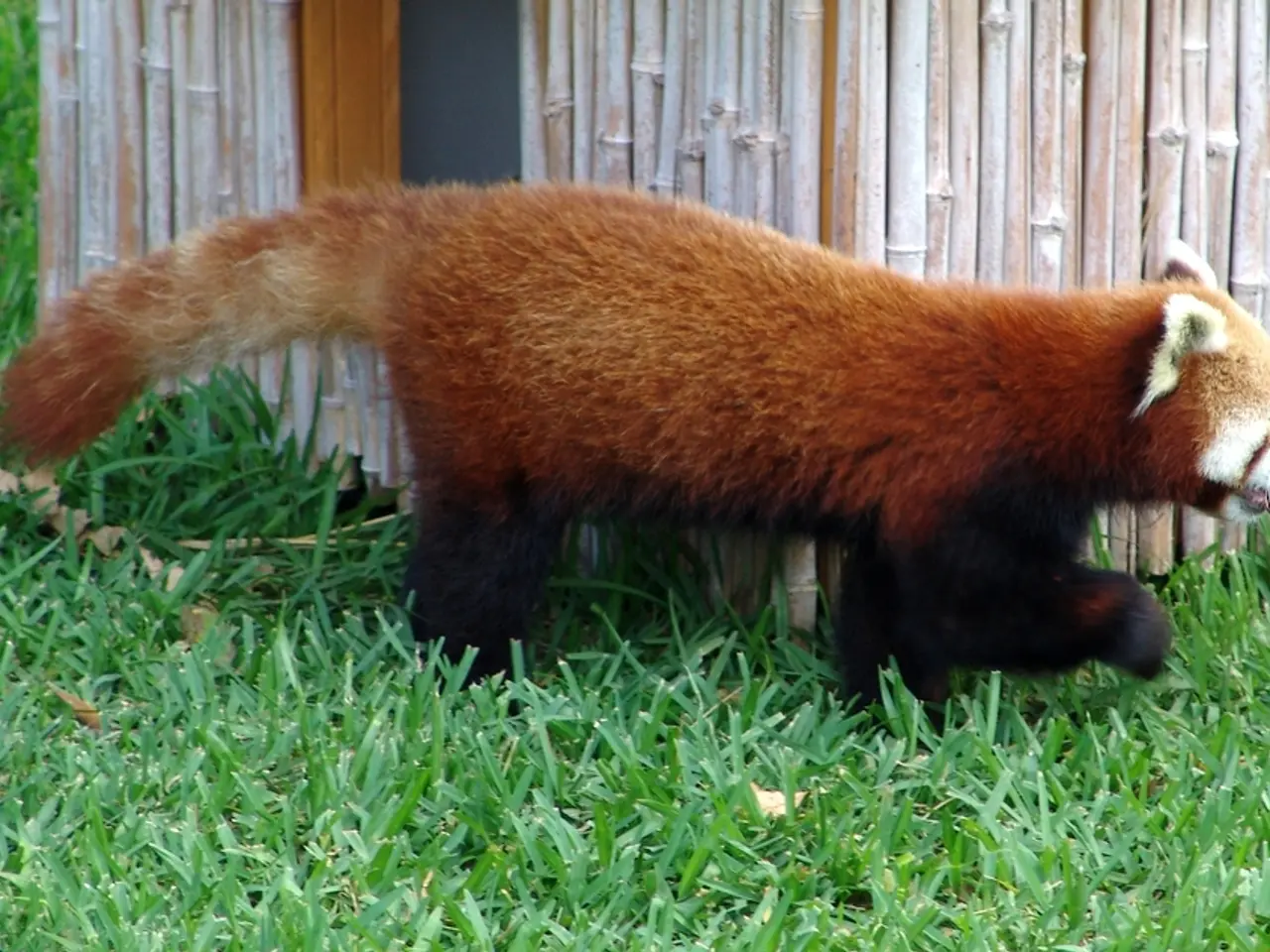 In this image we can see a red panda walking on the grass. We can also see a roof with some bamboo...