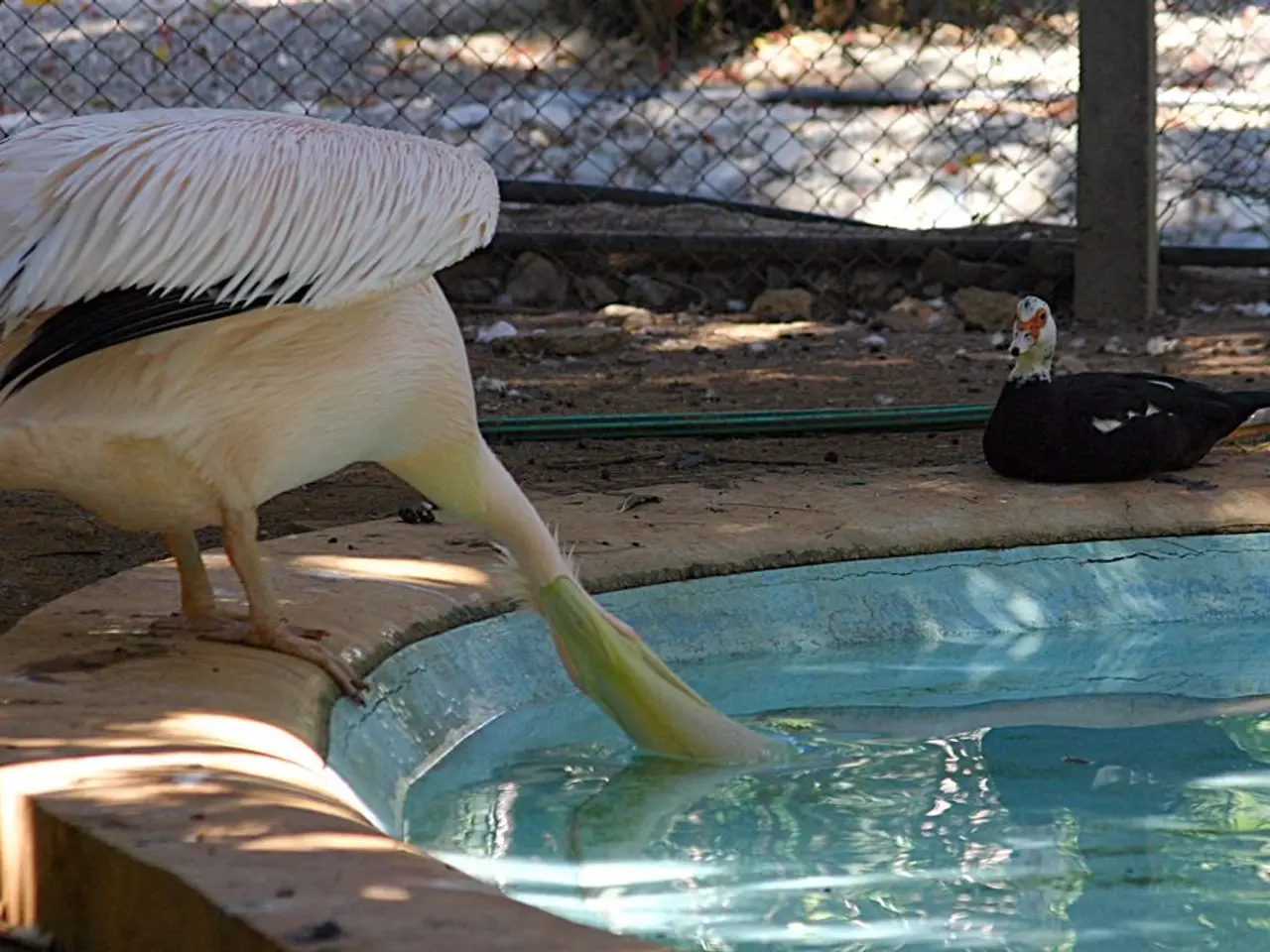 In the foreground of this image, on the left, there is a duck drinking water. Behind it, there is a...