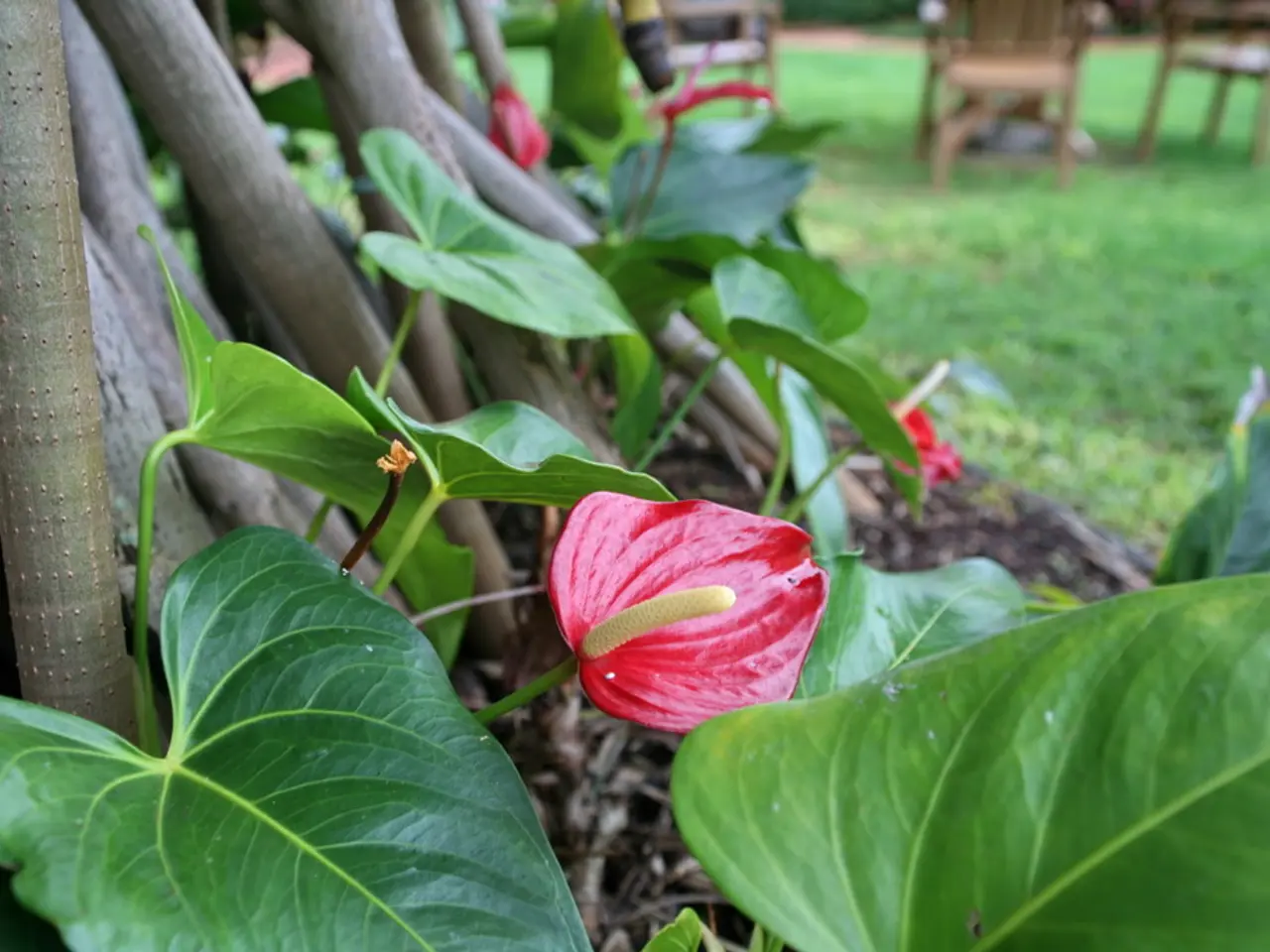 This picture is clicked in garden. Here, we see a flower which is pink in color. On the left corner...