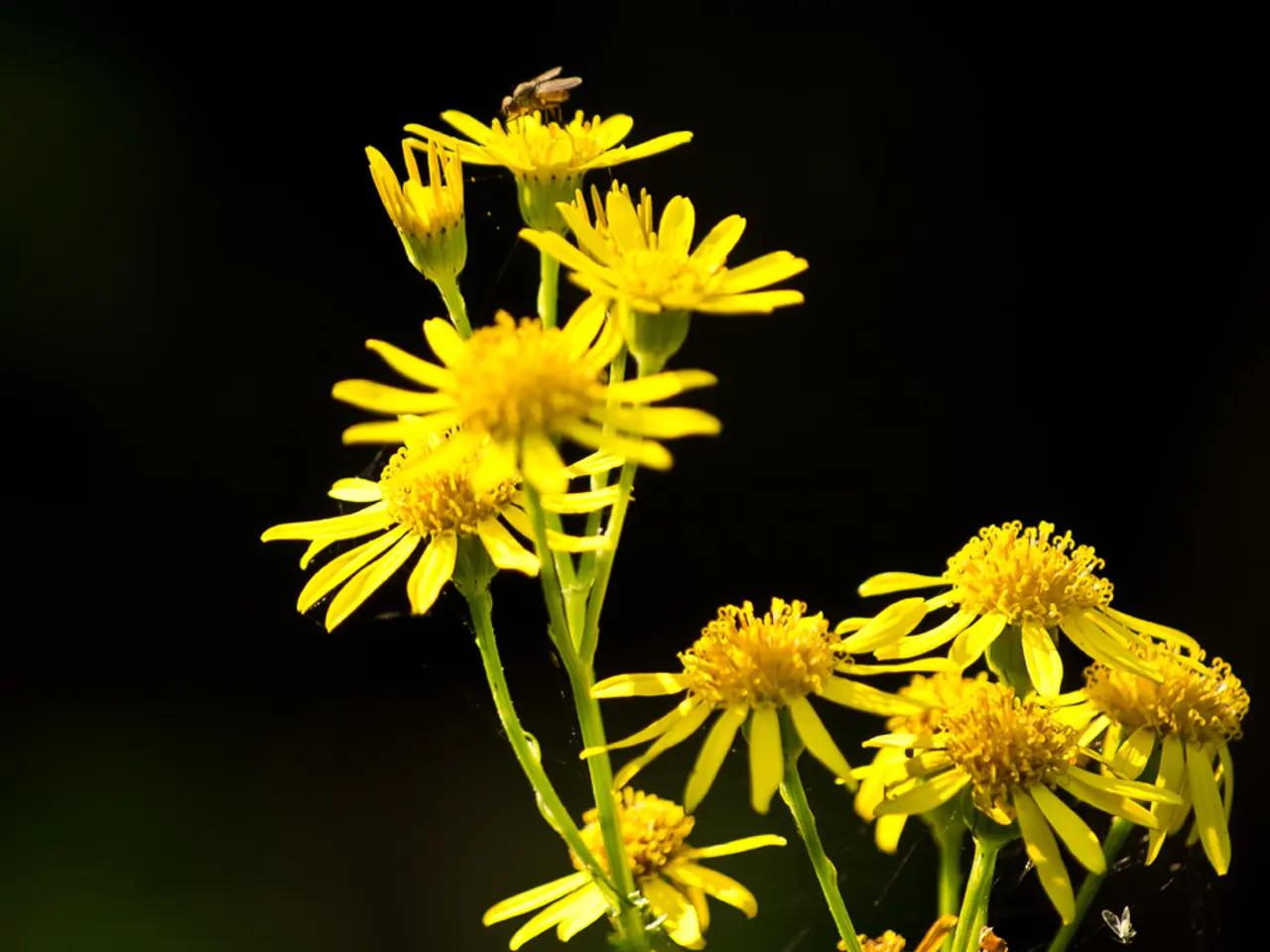 In the center of the image there are flowers. There is a honey bee.