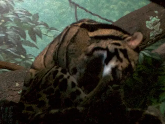 Exploring Wildlife Safaris across Sri Lanka