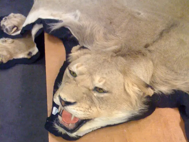 African Wildlife Adventure: Exploring Phinda Private Game Reserve in South Africa