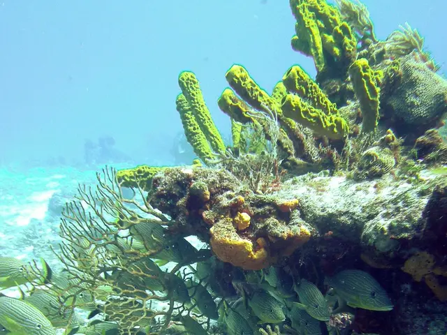 Exploring the Kona Coast on Hawaii's Big Island Through Scuba Diving