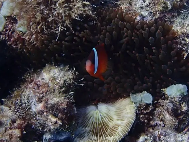 Pictorial Exploration of Southeast Sulawesi