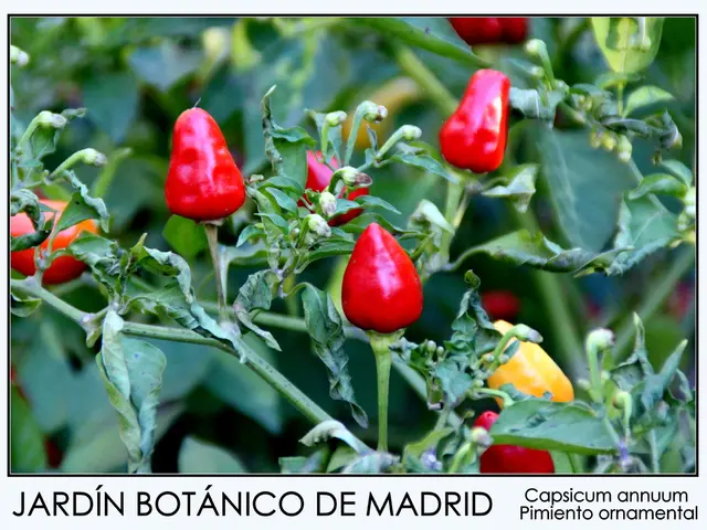 Respiratory Conundrums: Understanding Causes, Signs, and Remedies for Coughs