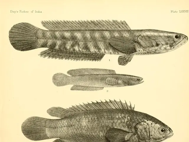 Benefits, Sources, and Potential Risks of Fish Oils and Omega-3 Oils