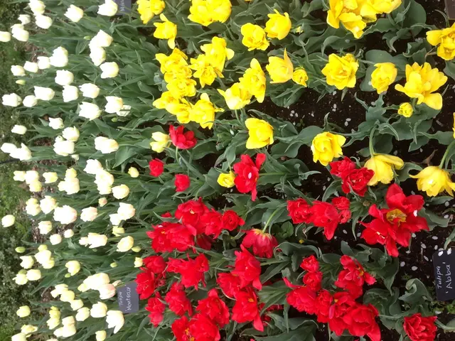 Nine Orchid Species Varieties