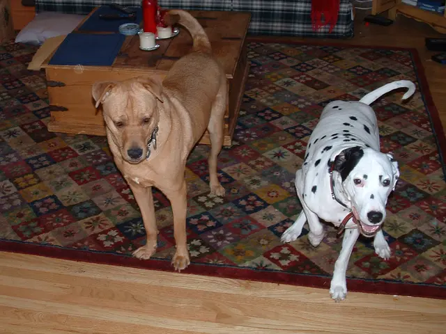 Eliminating Pet Urine Stains from Laminate Floors: Useful Advice and Techniques