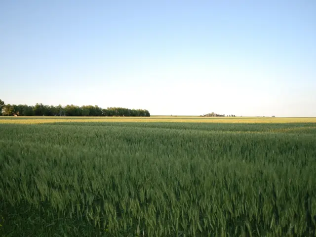 Tourists In Scotland Committing an Unforeseen Faux Pas Liable to Irritate the Native Population