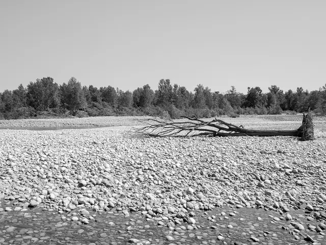 Crafting and Perfecting Stones for Bonsai Root-on-Stone: Aesthetics and Foundation