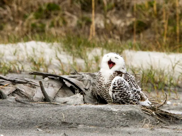 Top 12 Engrossing Nature Observation Guides for Outdoor Excursions that Ignite Awe