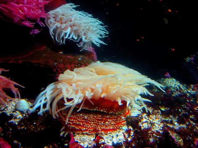 Exploring Anambas Island: Your Thrilling Journey in the Heart of the South China Sea