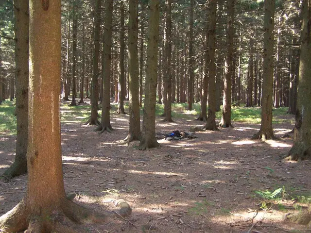 Techniques for Creating Bonsai Trees with Curved Trunks and a Sense of Movement