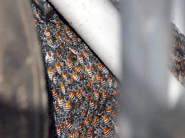 Gathering Announcement for the European Beekeeping Association Inaugural Summit in Belgrade on...