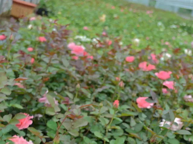 Chrysanthemums regain popularity as a favorite bloom, unveiling the location leading the revival