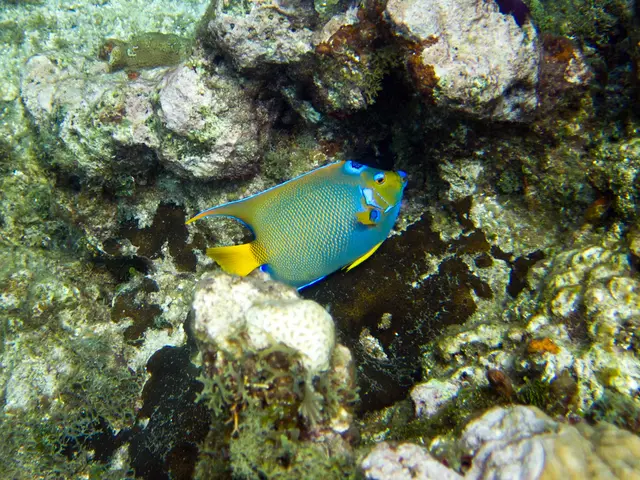 Breathtaking Shark Diving Experiences in Tropical French Polynesia
