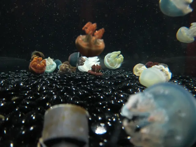 Abkhazia's Resounding Victory Marred by Five Persistent Human Issues: Basking in Beautiful...