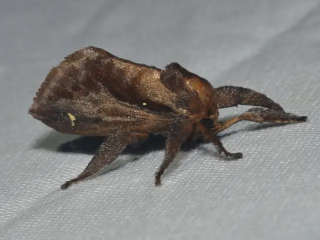 Top-Rated Hiking Pants for Adventures in South America