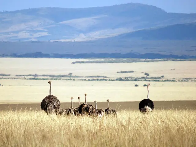 Installing osTicket on Rocky Linux 9: A Guide