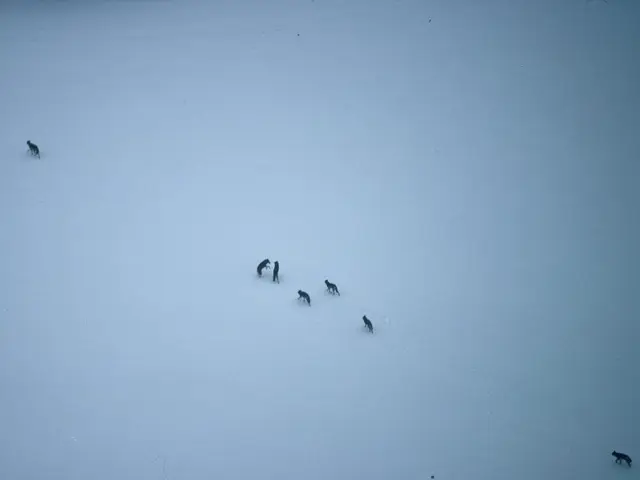 "The region of Ladakh Houses Over Two-Thirds of Snow Leopards in India- Discovering the Appeal that...