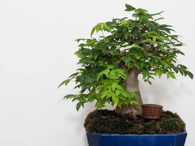 Bonsai Pairings: Selecting and Arranging Compatible Companions for a Harmonious Garden Display