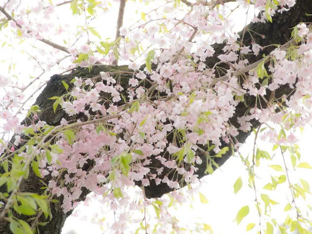 Top 10 Rapidly Blooming Arboreal Species for Aesthetics, Shade, and Seclusion