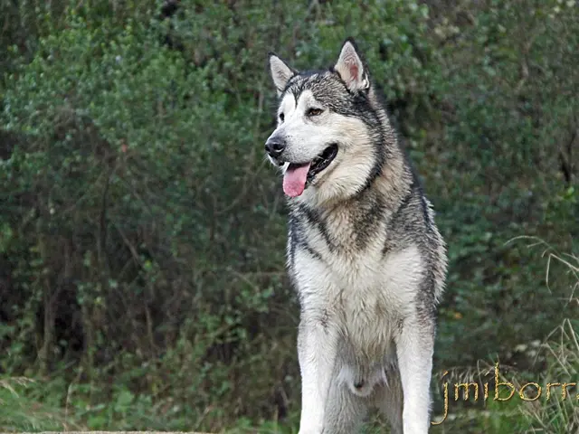 Tips for Staying Safe From Potentially Hazardous Wolf Encounters in U.S. National Parks