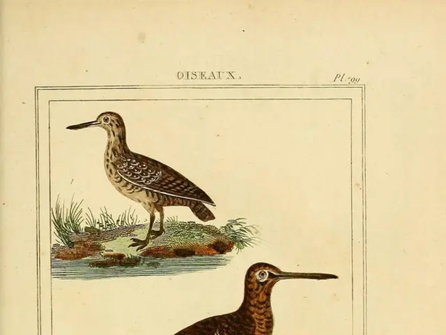 Dietary Preferences of Hummingbirds: A Concise Guide to Feeding Hummingbirds