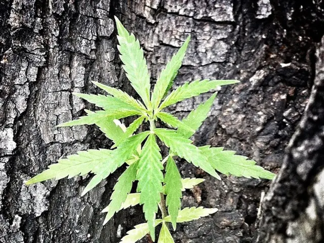 Guide for Achieving Natural Elegance and Asymmetry in Casual Bonsai Trees