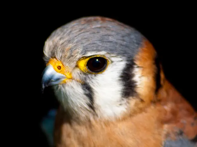 Improving Wildlife Photography Quality: Essential Tips for Achieving Excellent Shots Regardless of...