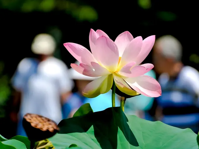 Indoor Plant Cultivation: Tips for Nurturing Vibrant, Thriving Orchids at Home