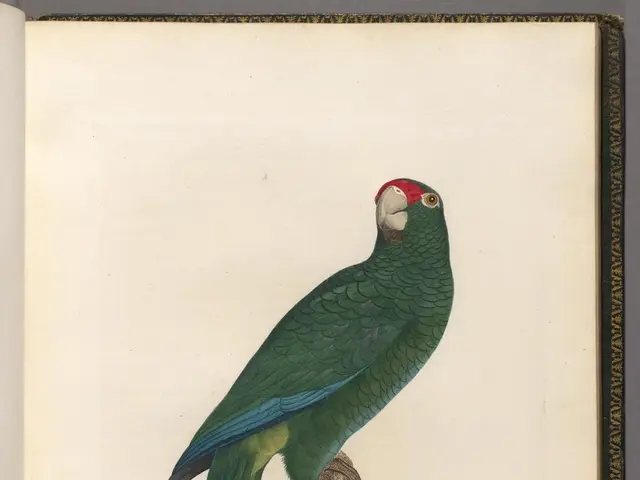 Mastering the Australian Accent: A Comprehensive Guide for Perfecting Your Aussie Tone