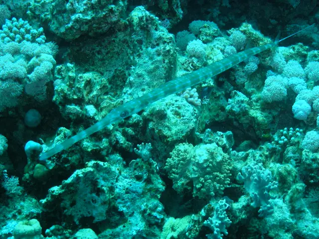 Coastal visitors aim to assist, yet their actions inadvertently exacerbate the situation