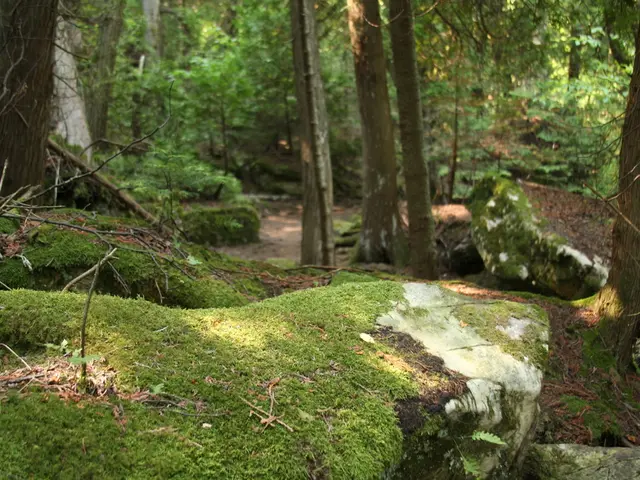 Managing Bonsai Moss Growth through Optimal Soil Composition