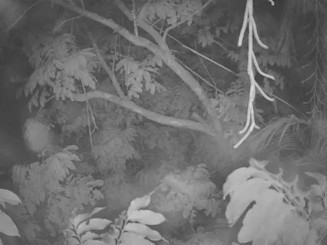 In Austria, the tallest tree resides in Vorarlberg