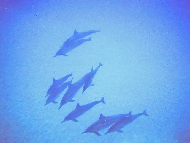 Dolphins Identify Each Other Uniquely and Establish Tight-knit Groups Reminiscent of Mafia Clans