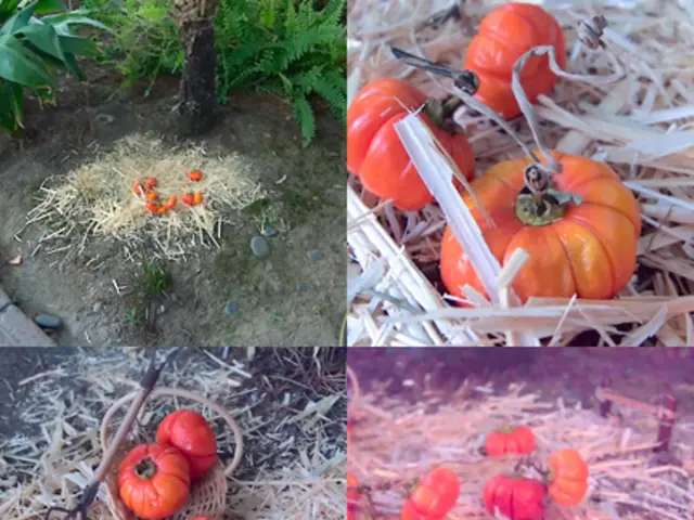 This is a collage image. In this image we can see pumpkins placed on the lawn straw, shrubs and a...