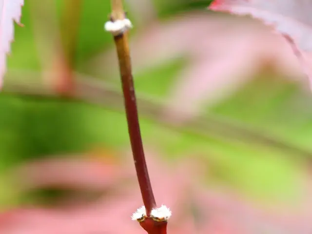 In this image we can see the stem. In the background of the image there is a blur background.