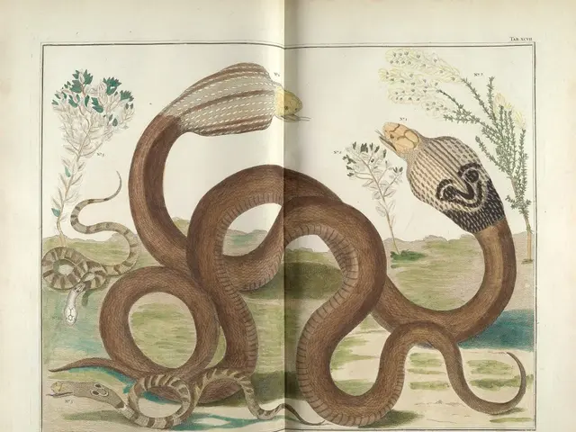 This is the picture of a poster. These are the snakes and there are some plants.