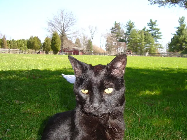 In the foreground there is a black cat. In the center of the picture there is grass. In the...