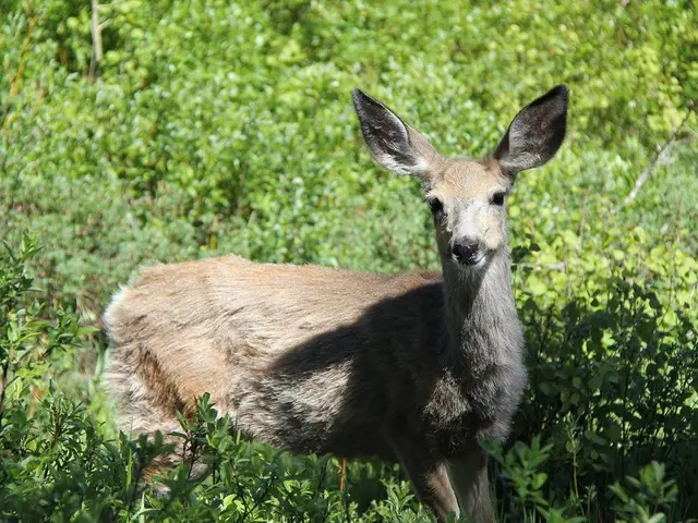 As we can see in the image there is a deer and there are plants.