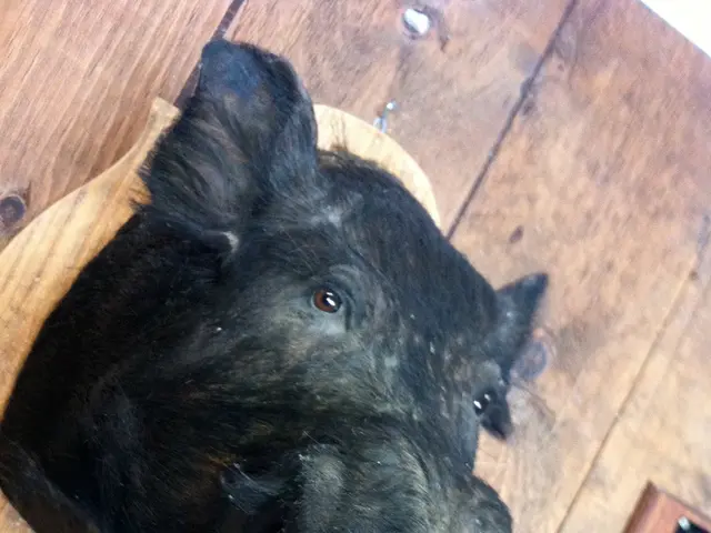 In the image we can see there is a statue of a boar's head kept on the wooden wall. There is a...